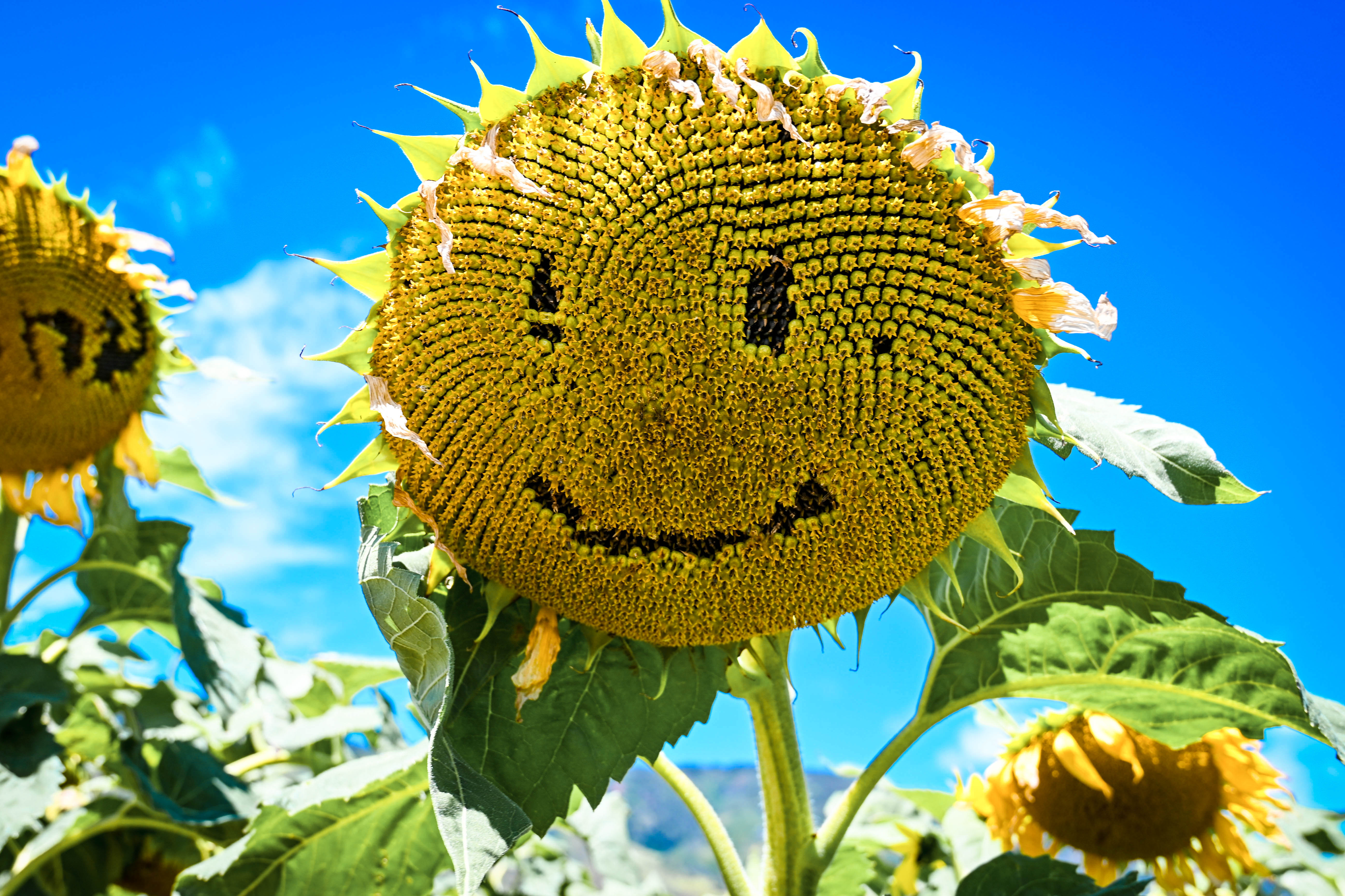 Smiling Sunflower on Maui