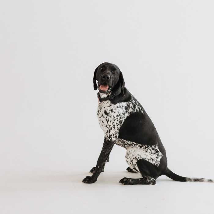 Suns gaida veterinārārstu