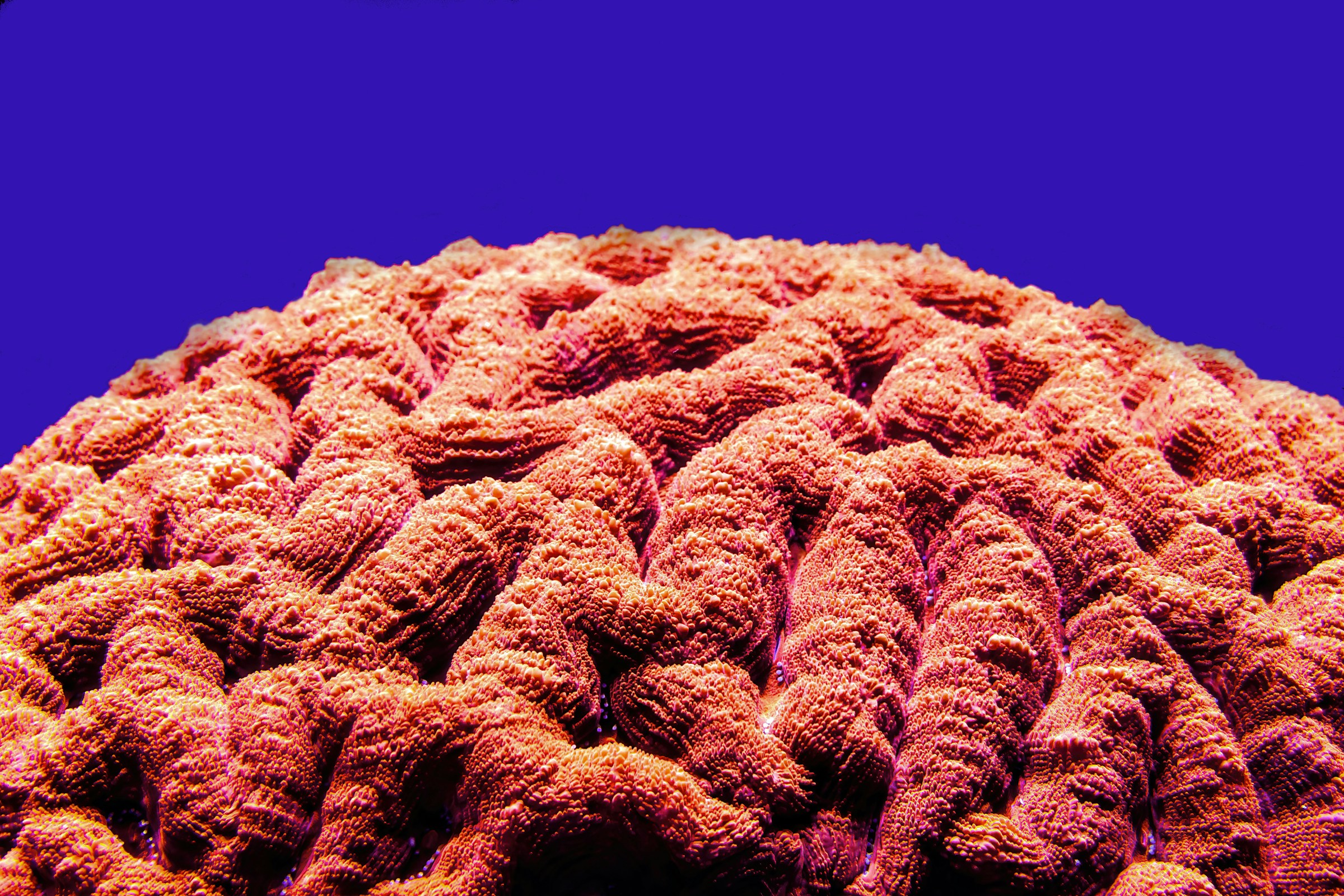 brain coral - Is Porn Bad for Mental Health