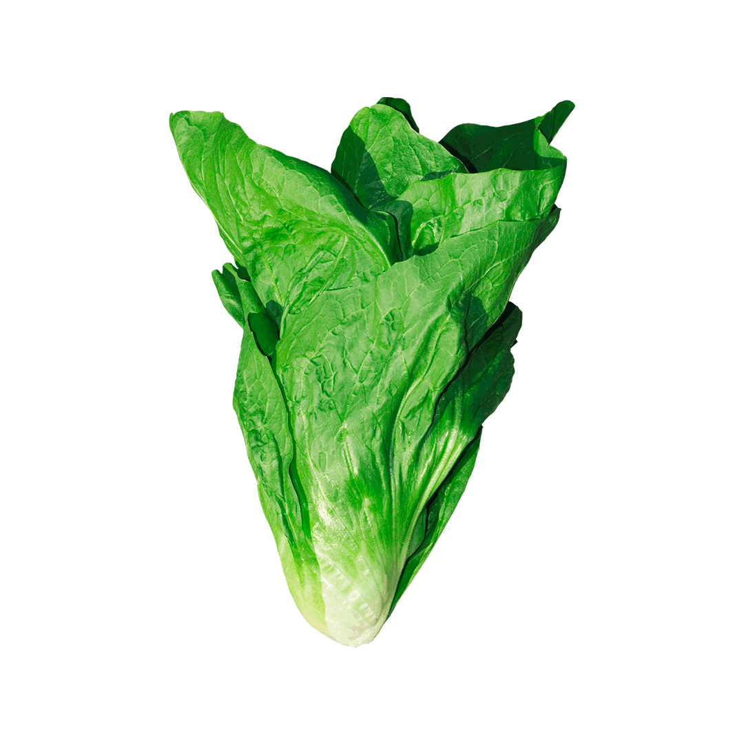 almeirão-pão-de-açucar