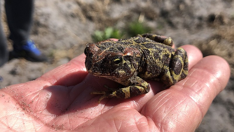 princess-vlei-frog