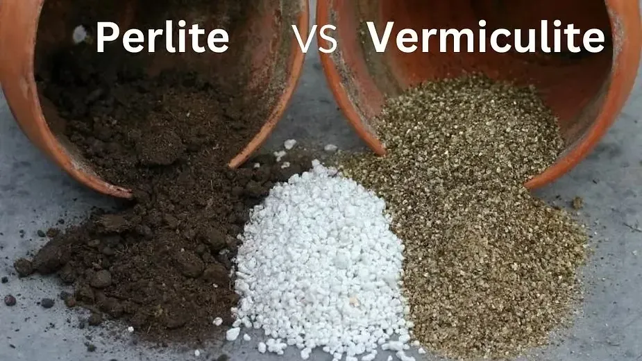 Perlite vs. Vermiculite.webp