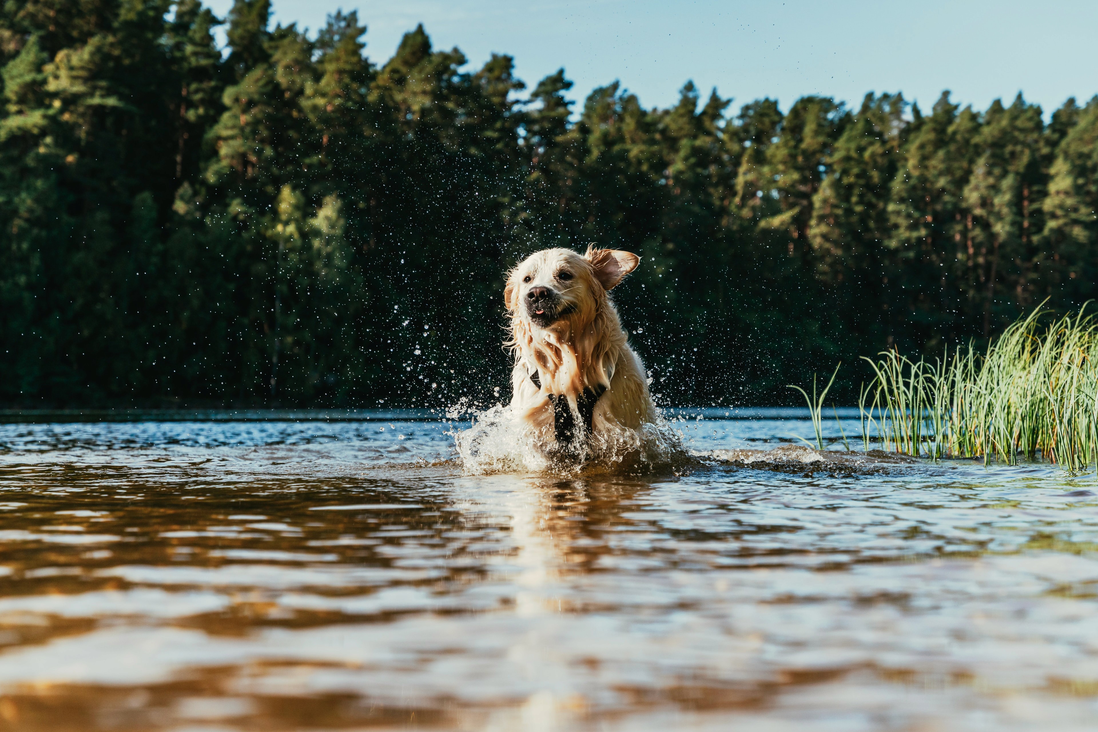 A bright dog jumping in water