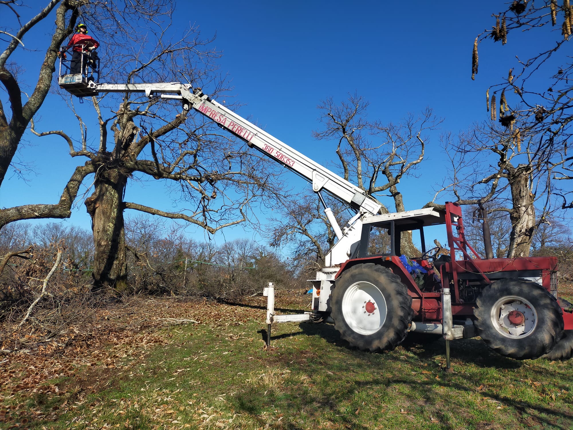 Trattore con piattaforma aerea stabilizzata per potatura di un albero in quota