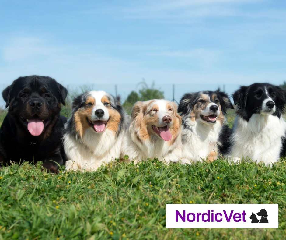 Hälsokontroll hund katt