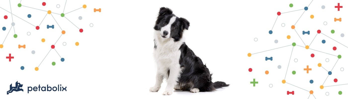Border Collie image