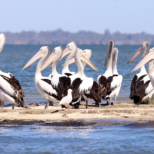 Pelicans