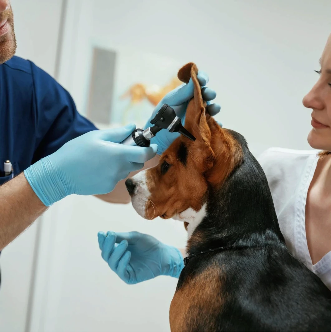 Imagem do serviço especialistas veterinários