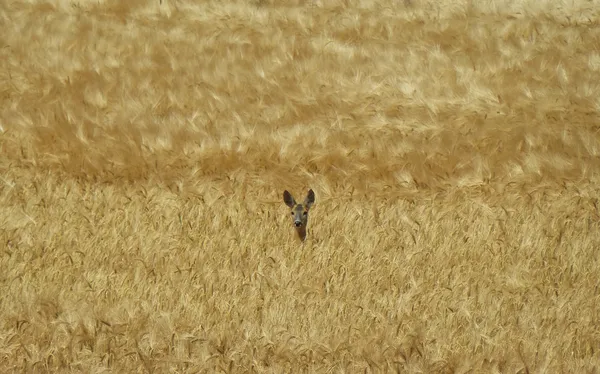 unlock-hidden-insights-customer-feedback