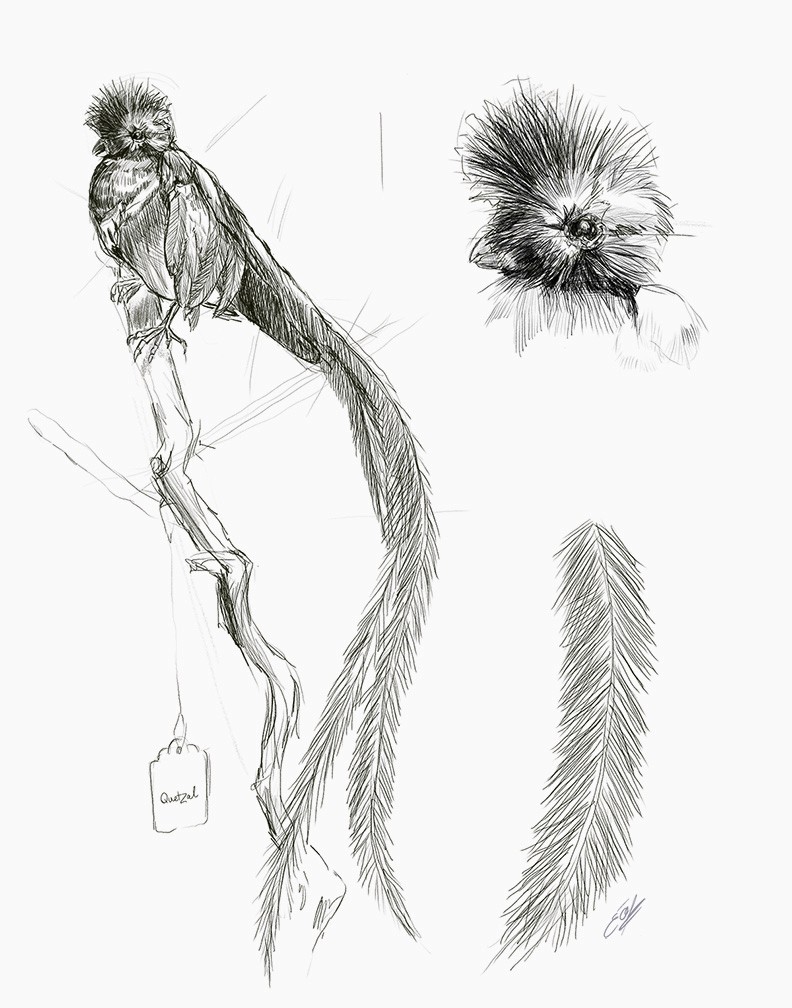 Esquisses de la langue humaine par l'illustration scientifique Élodie Ouellet-Belleau