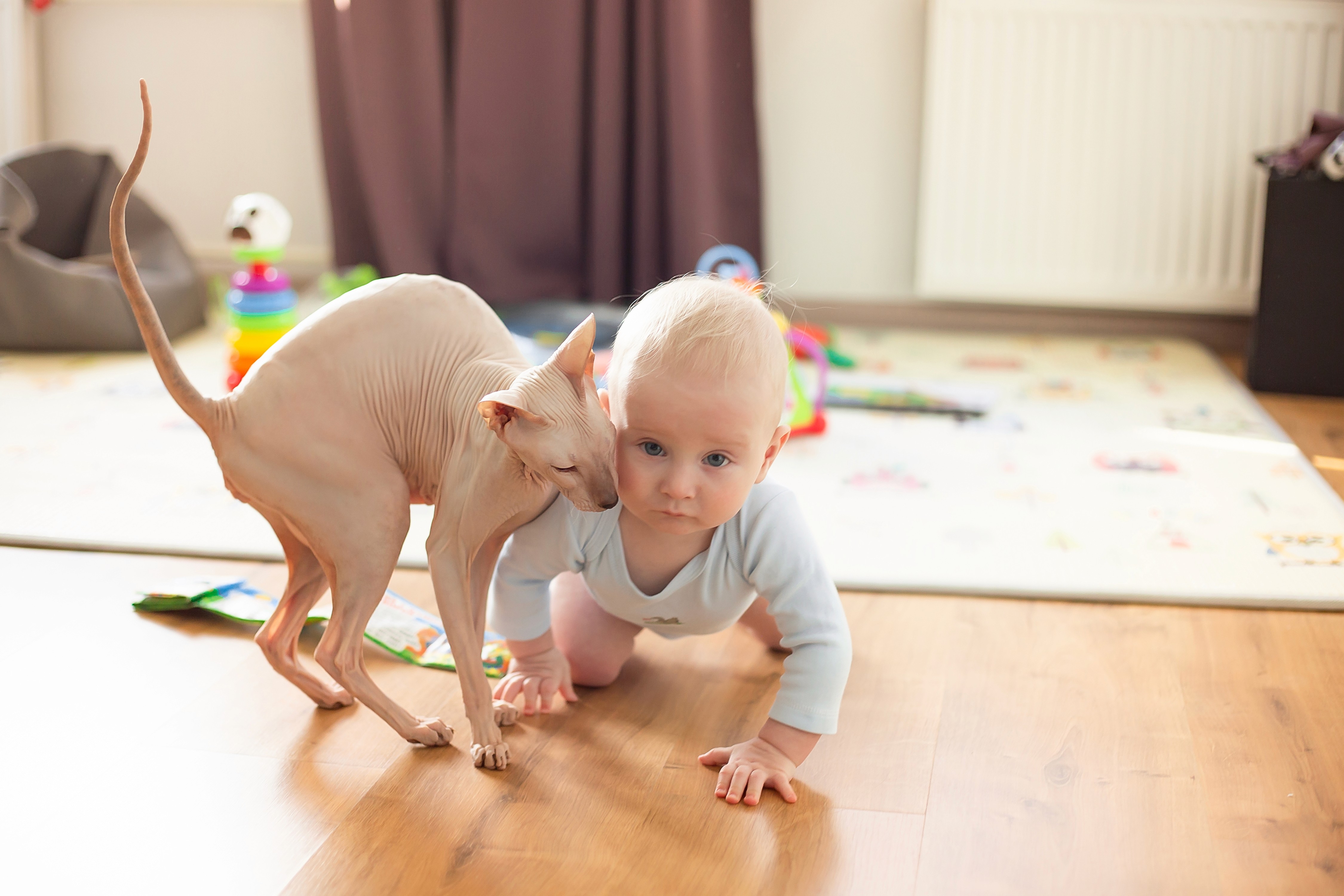 A baby crawls beside a family pet on LUXO’s hypoallergenic wood-look flooring, showcasing a safe, easy-clean surface designed for baby-friendly Australian living.