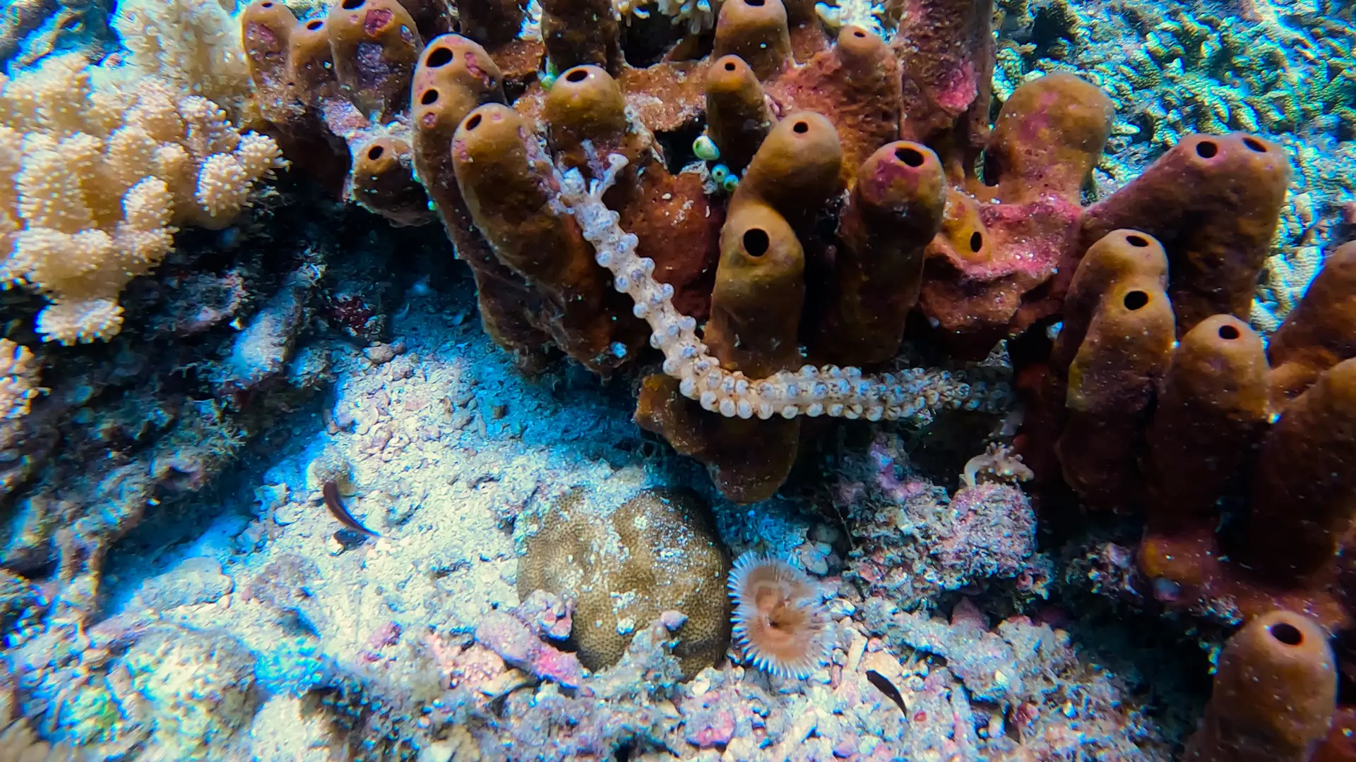 Sea worm crawling around coral in lombok