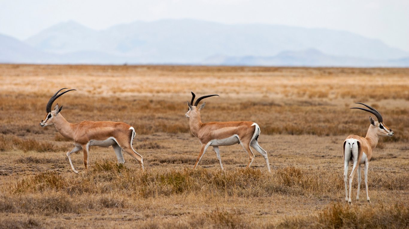 Spotting Grant's Gazelles