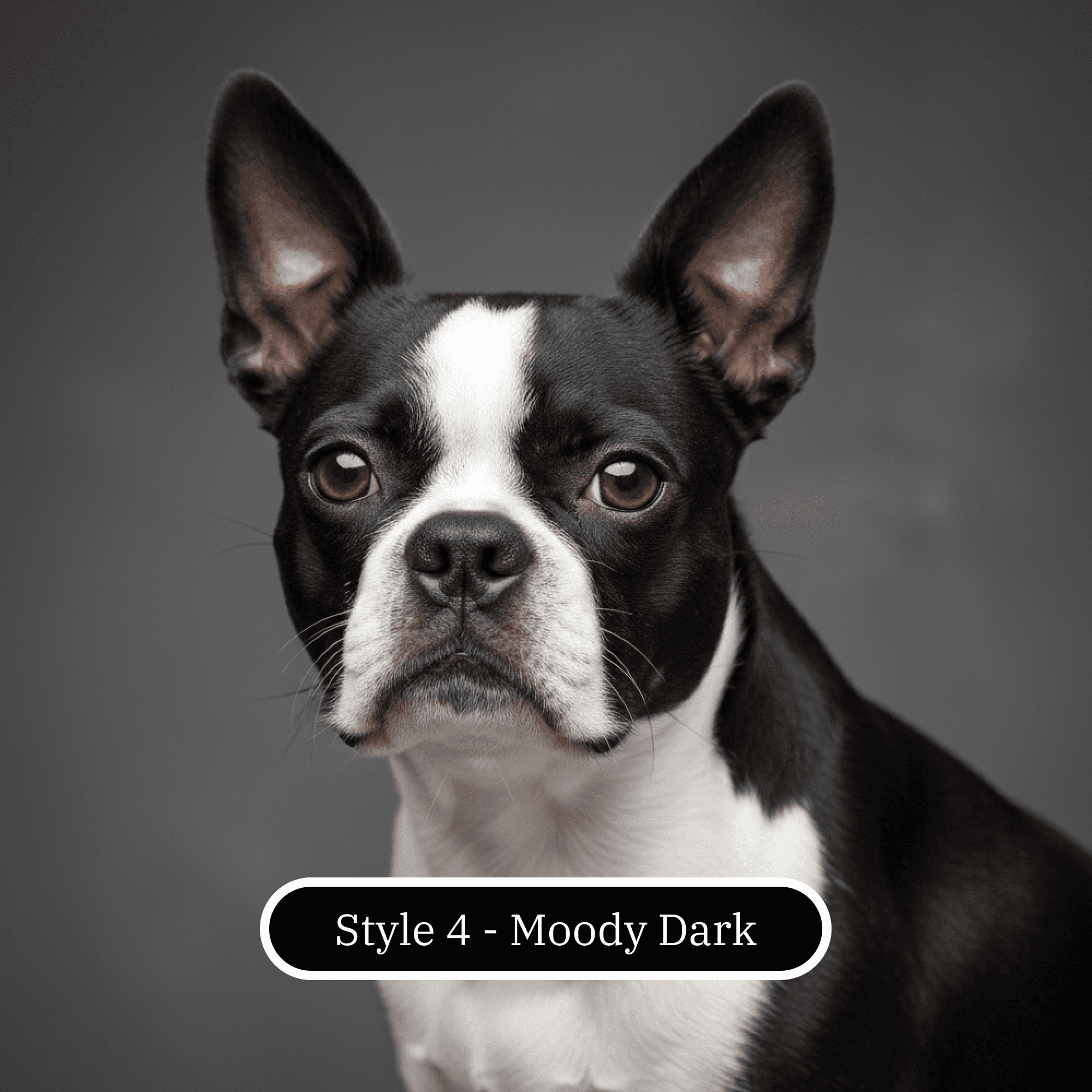 Cocker Spaniel portrait