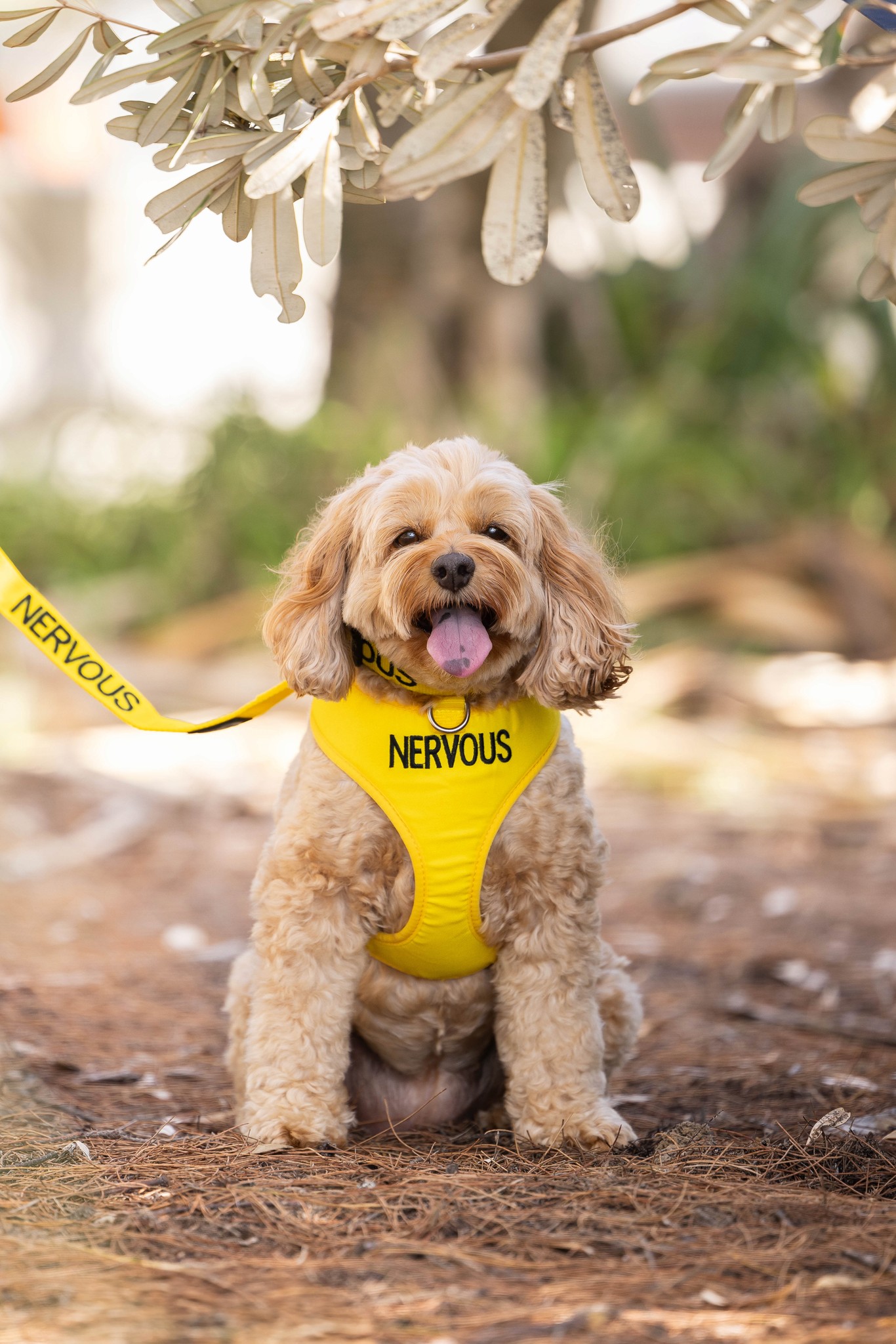 Cavoodle in 'nervous' vest