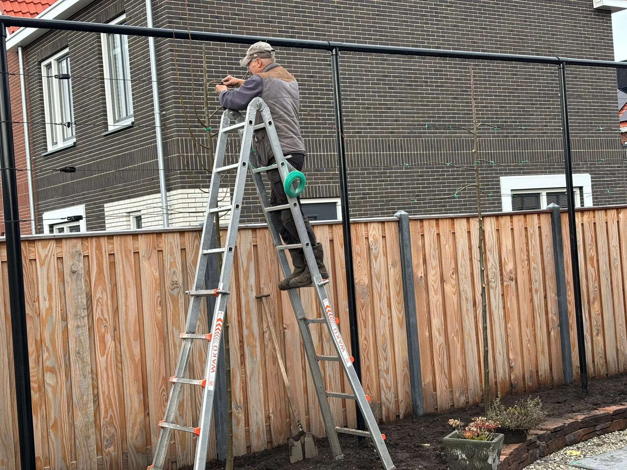 Hovenier op ladder bindt takken van jonge fruitbomen vast aan metalen frame in tuin bij nieuwbouwwoning.