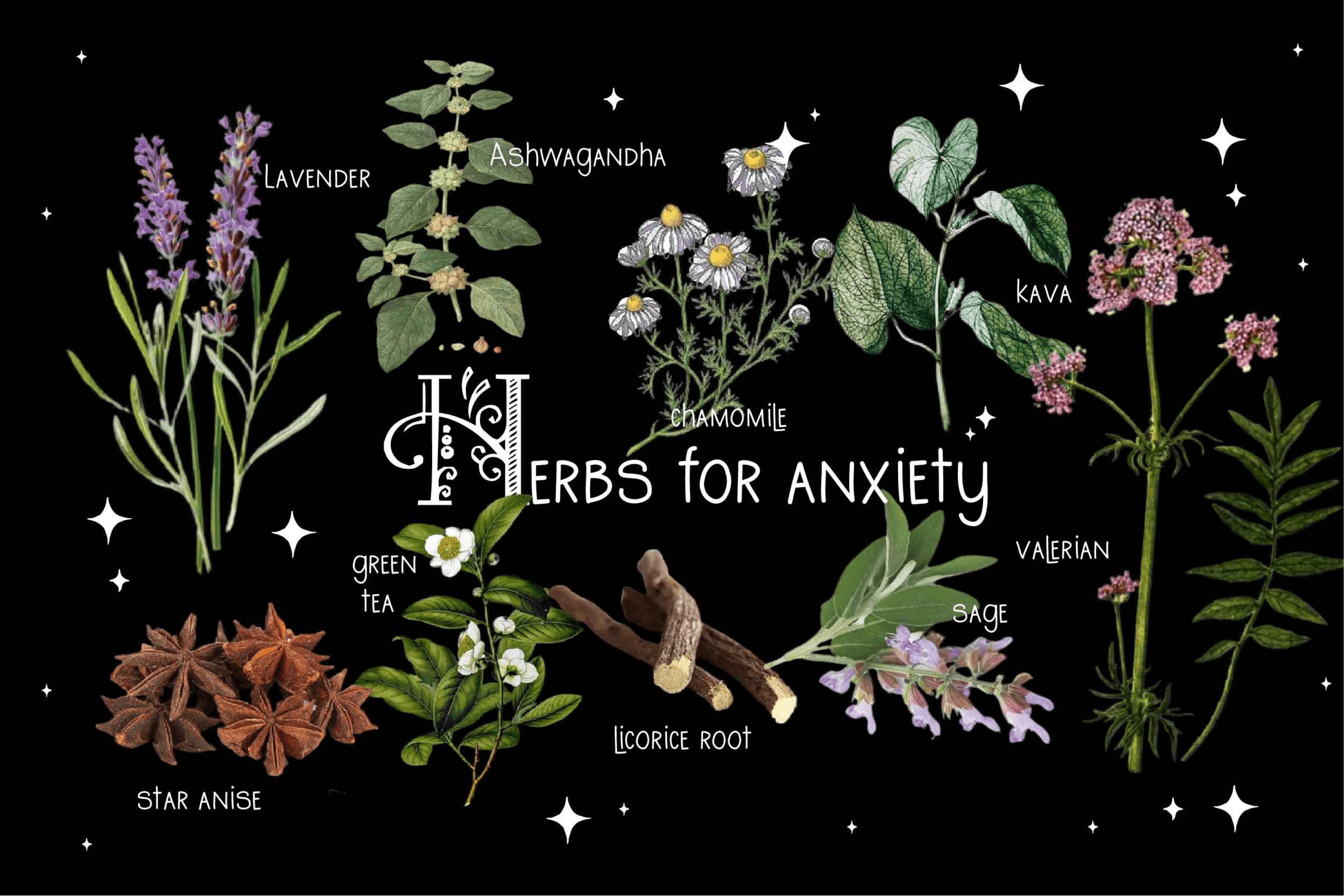 Illustrated guide to natural herbs for anxiety relief, including Ashwagandha, lavender, chamomile, and green tea.