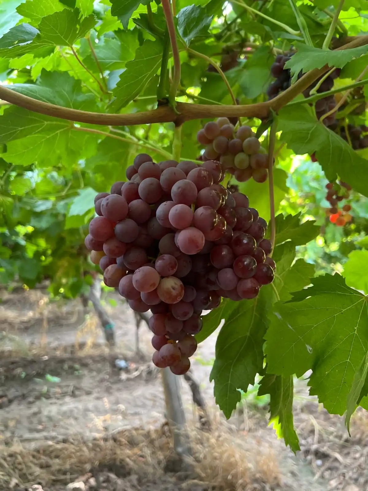 Un racimo grande y maduro de uvas tintas colgando de la vid, listo para ser recolectado.