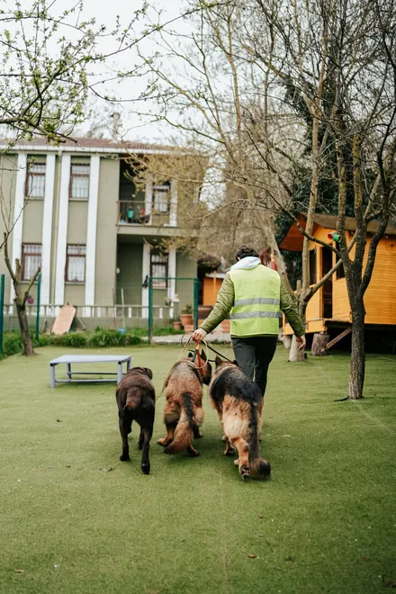 Volunteer in a yellow vest walking three dogs across a lawn.