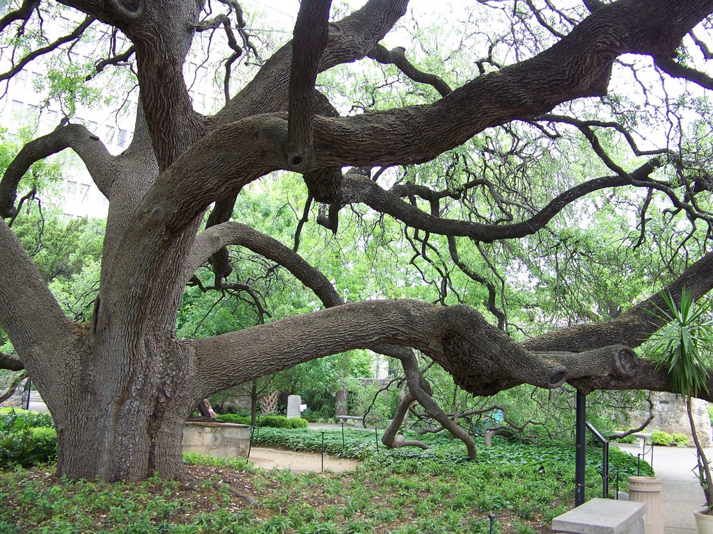 Stump Temoval for Multiple Stumps