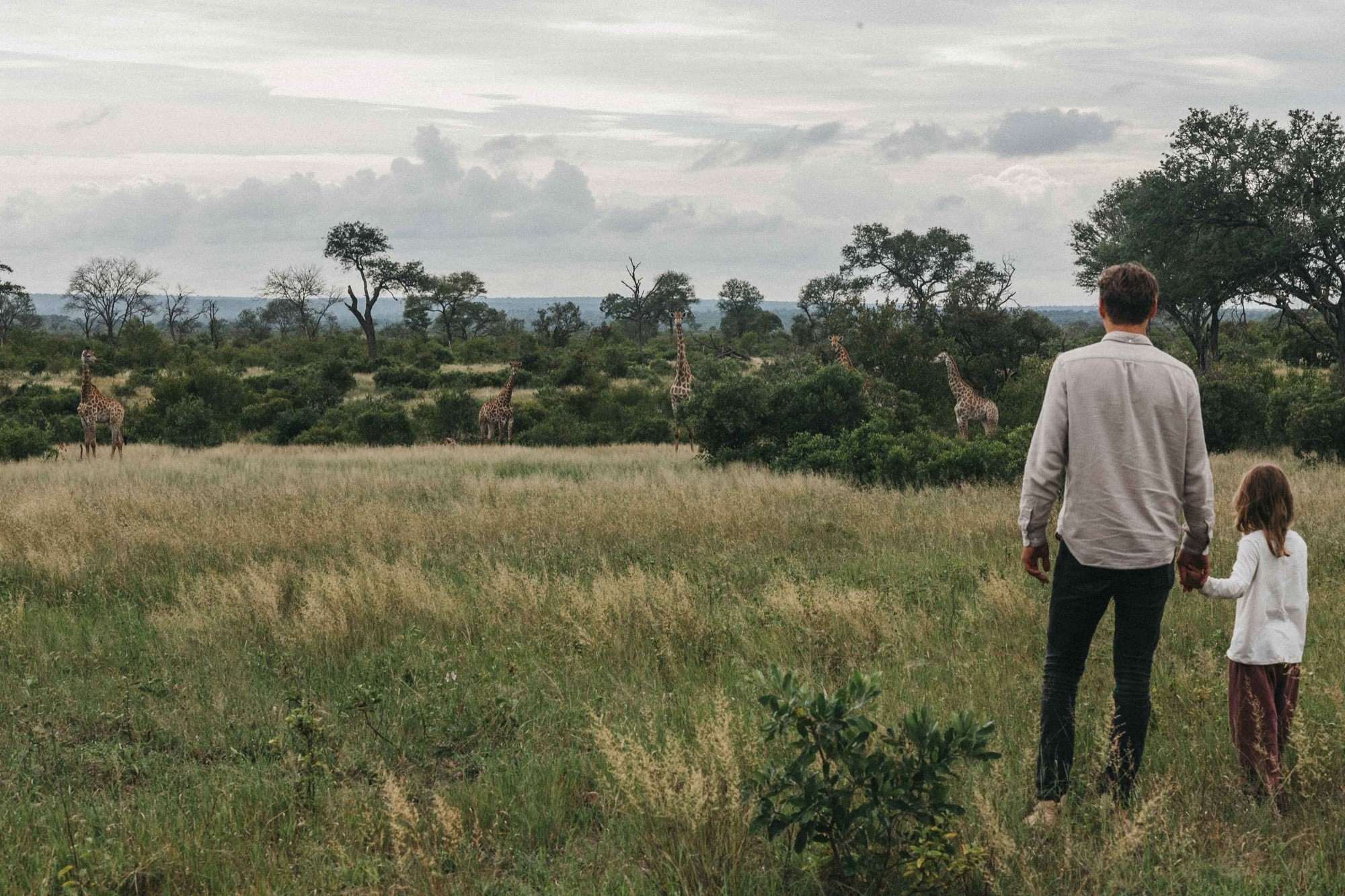 A father and daughter walking toward distant giraffes