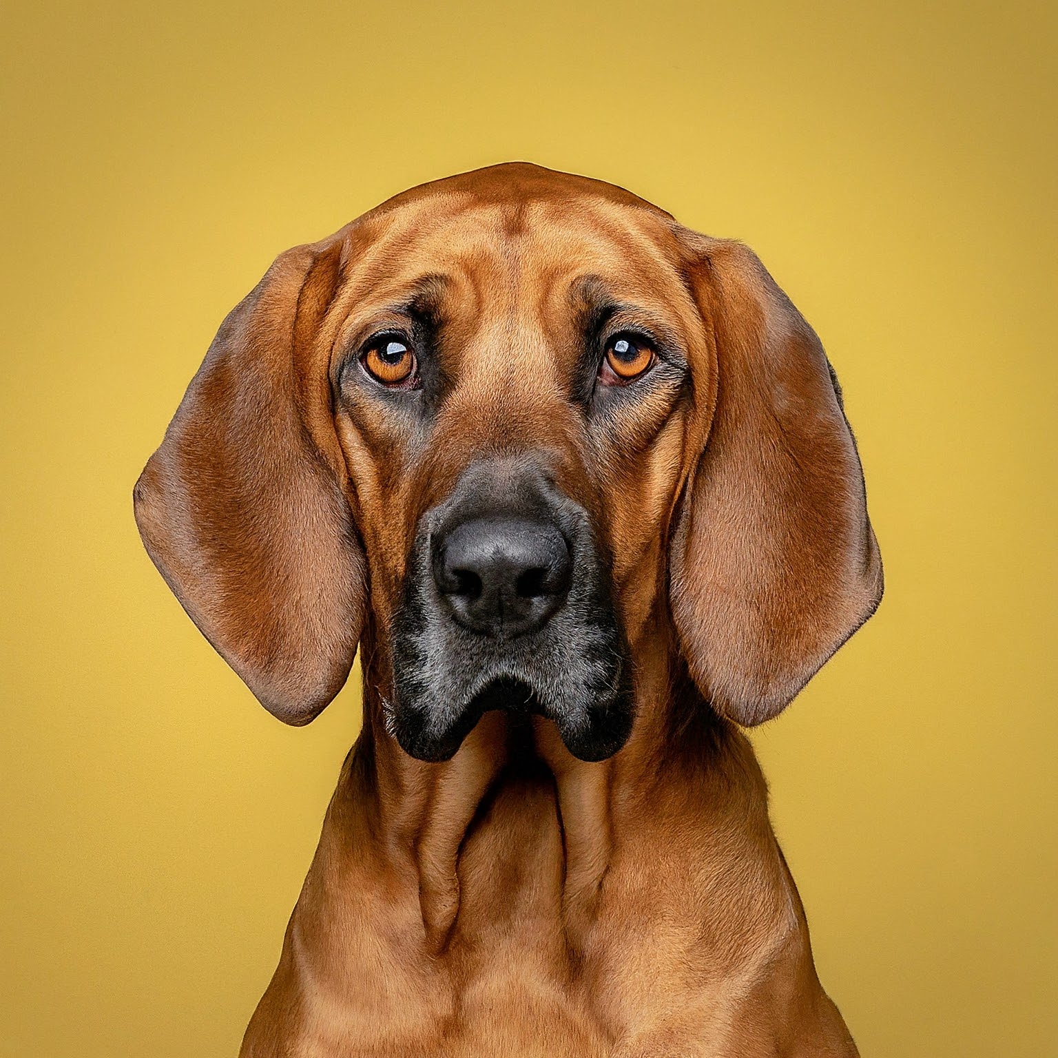 BUDDYUNO, Redbone Coonhound