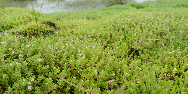 Crassule de Helms (Crassula helmsii)