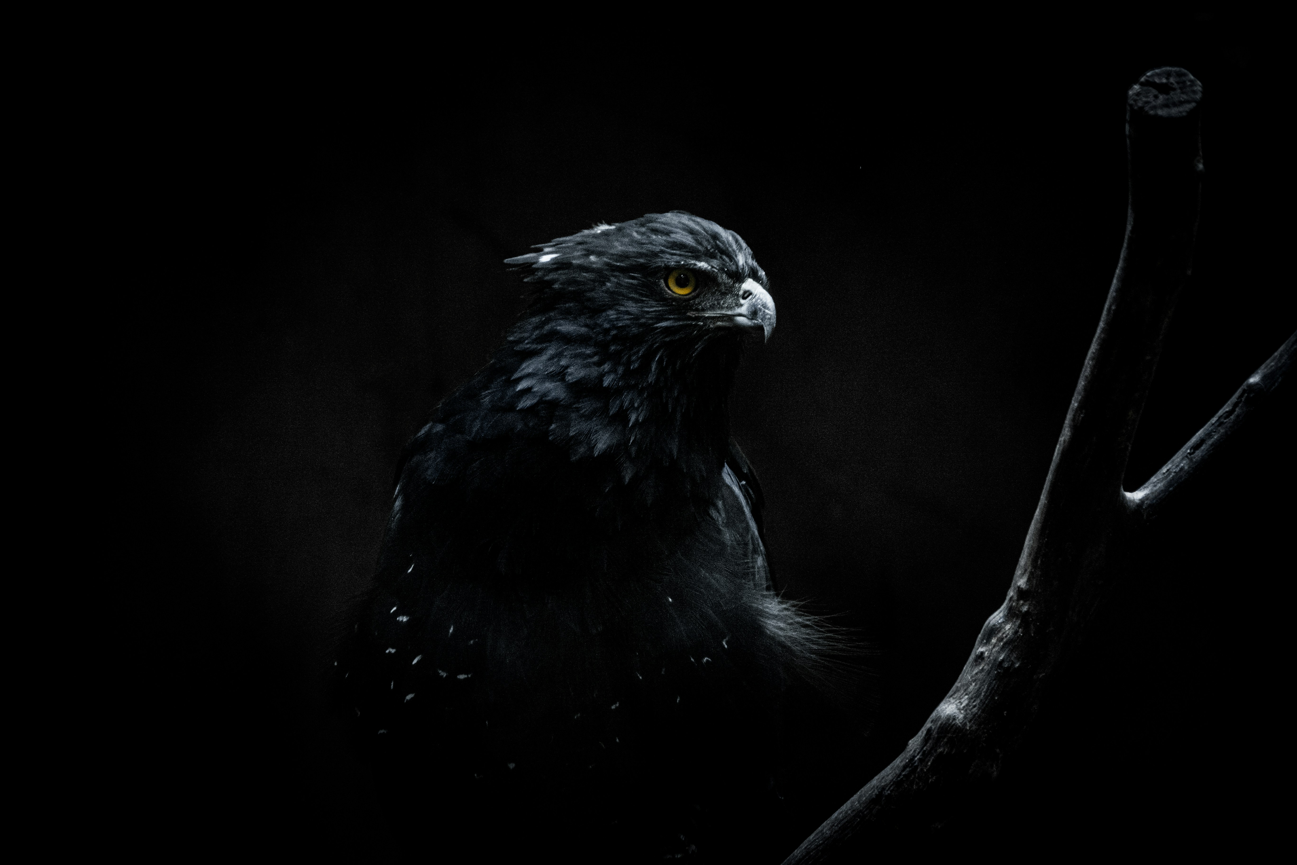 a black bird sitting on top of a tree branch