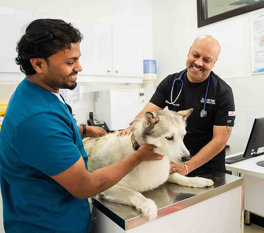 Veterinarian administering parasite prevention for dogs to stop infections early.