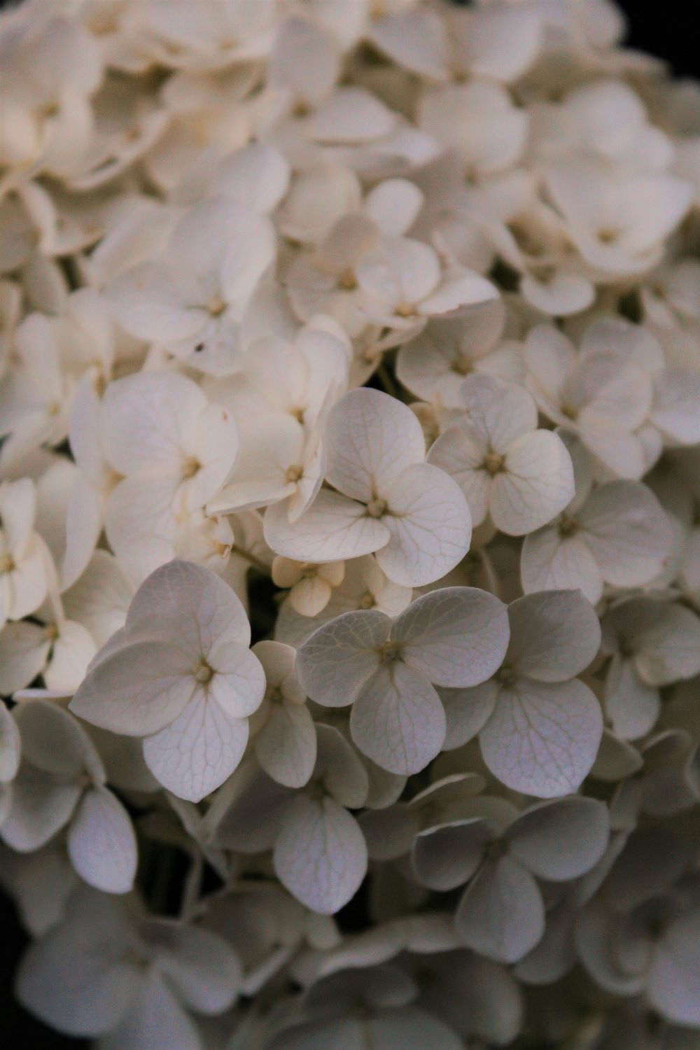 Hintergrundbild aus Blumen für Maria Wiethaler freie Rednerin und Sängerin für Hochzeiten, Taufen, Trauerfeiern und Events aus München und Landshuter Umgebung