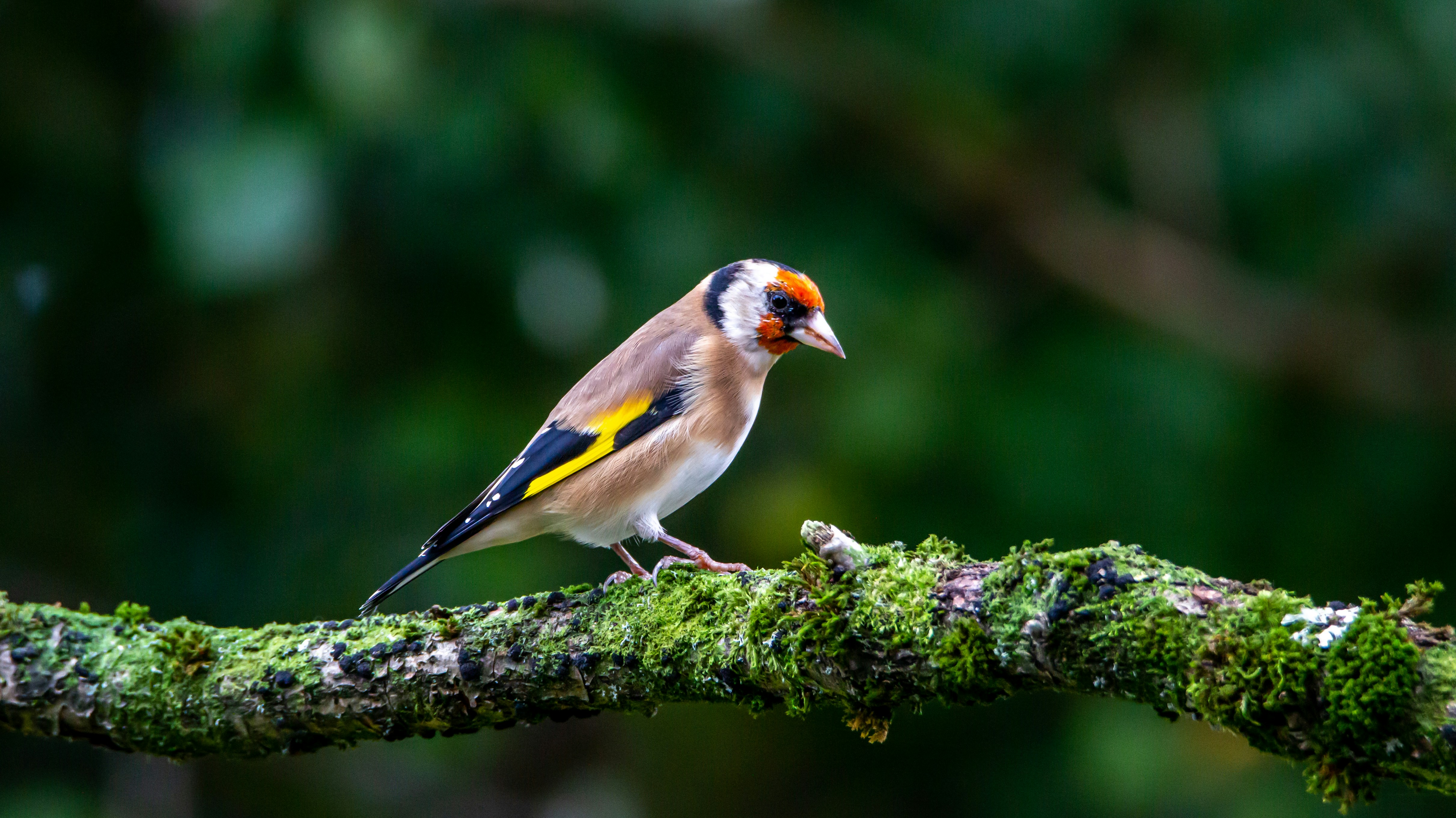 colorful bird