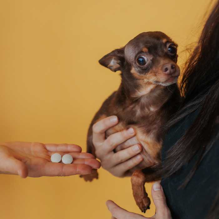 Suns veterinārārsta apskates laikā