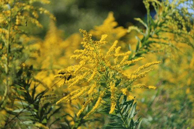 秋の花粉症の特徴は？対策や治療