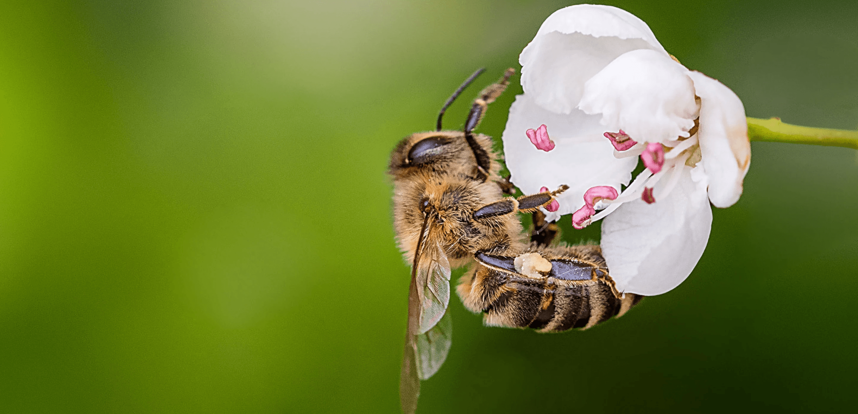 Save the Bees, save the planet