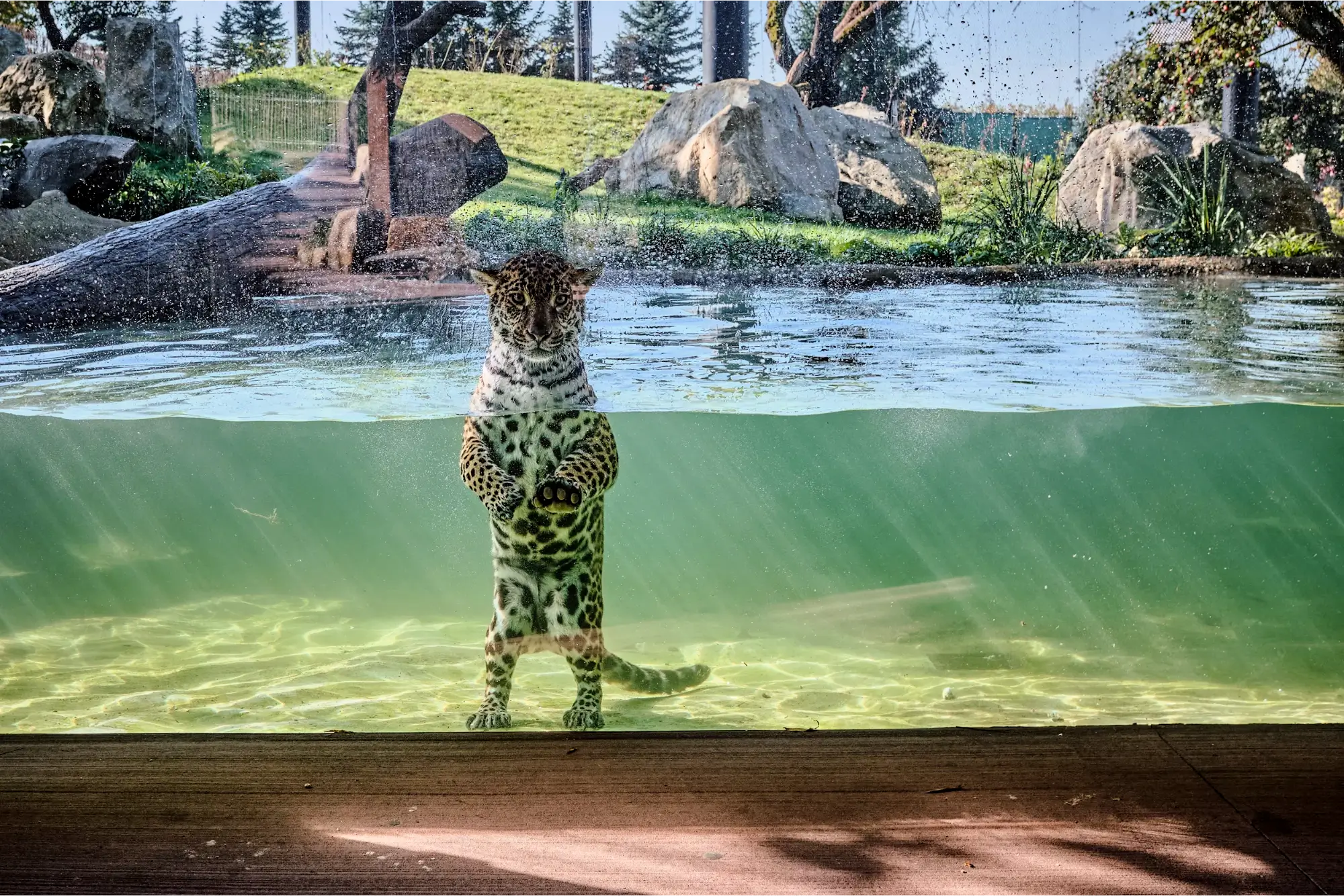 ZOO Zlín-Lešná, zasklení – Jaguar Trek