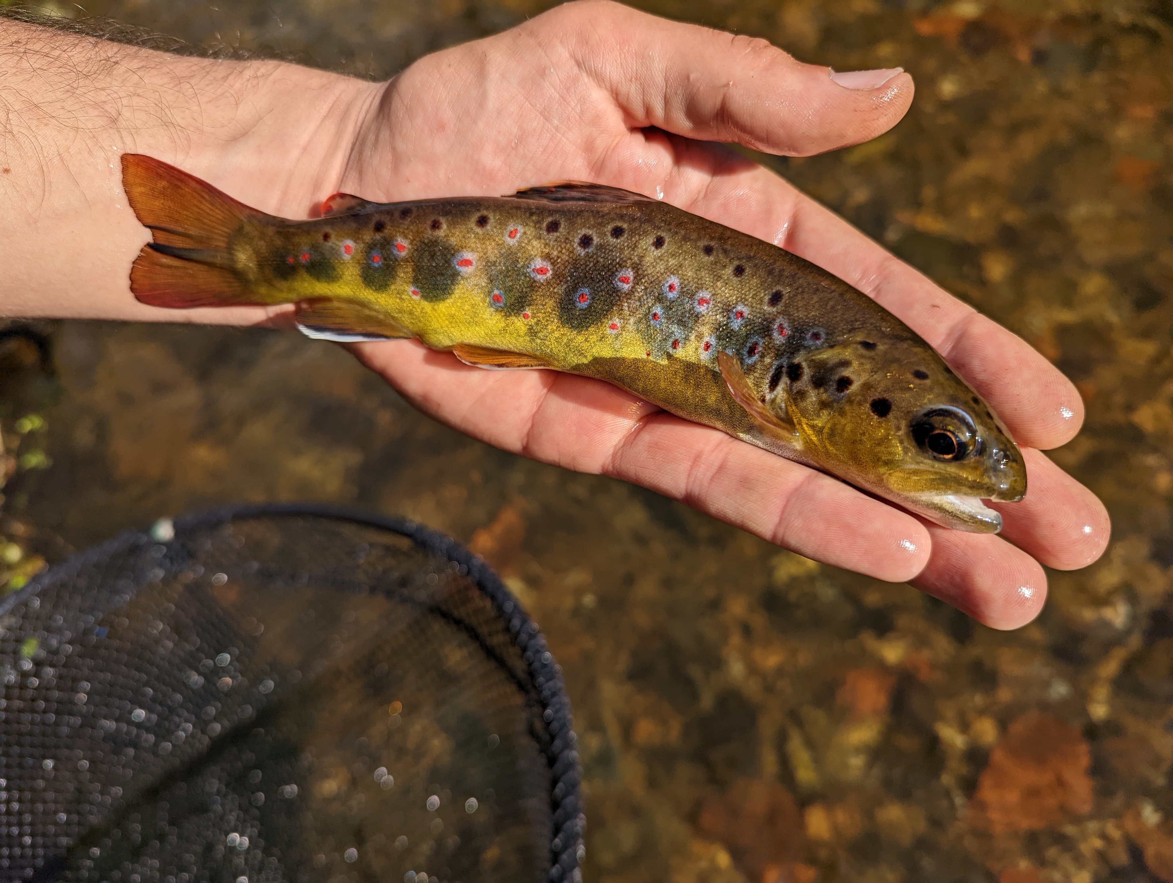 Book your fly fishing trip on the Tiber River in Tuscany, central Italy. Catch trout in stunning waters and enjoy local gourmet food and wine. Learn advanced fishing techniques from expert guides. Ideal for a fishing and culinary adventure.