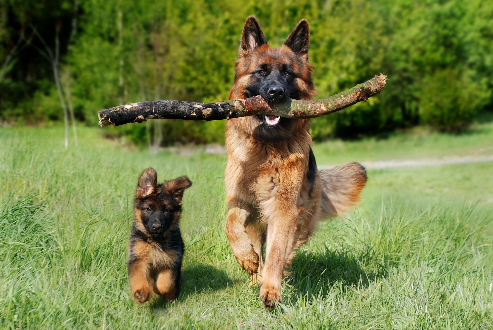 A German Shepherd is holding a big stick with a puppy beside. They are both standing on green grass.