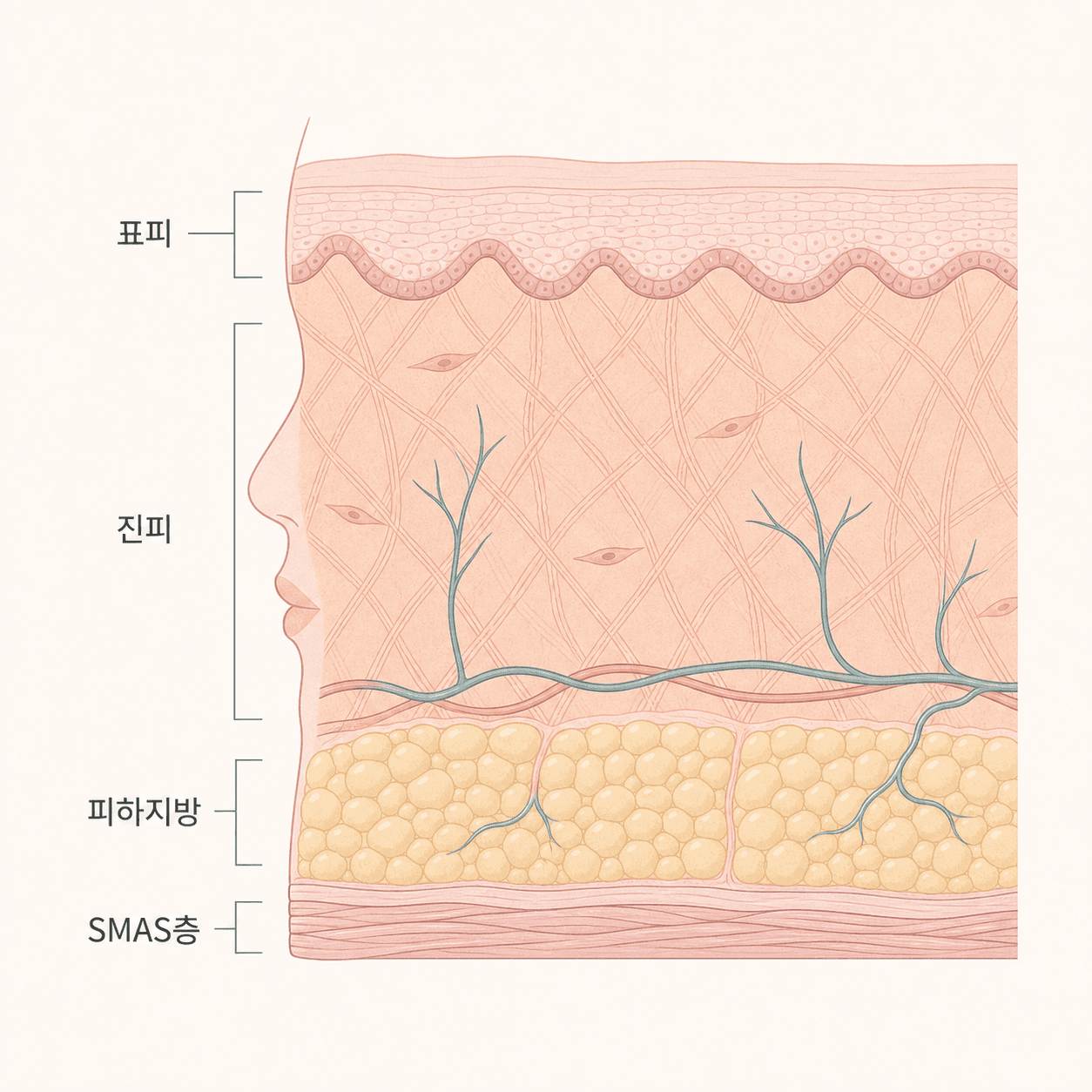 표피부터 SMAS층까지 얼굴 피부의 층 구조