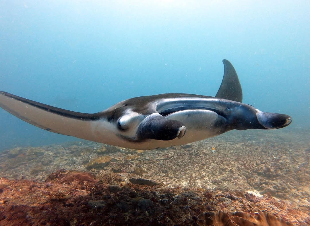 manta ray at manta point bali