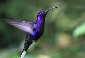hummingbird image