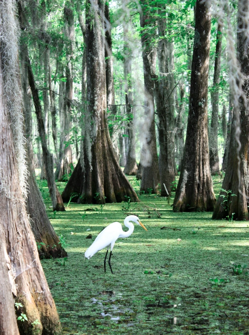 An egret bird in the swamp, at the Lake Martin, LA.