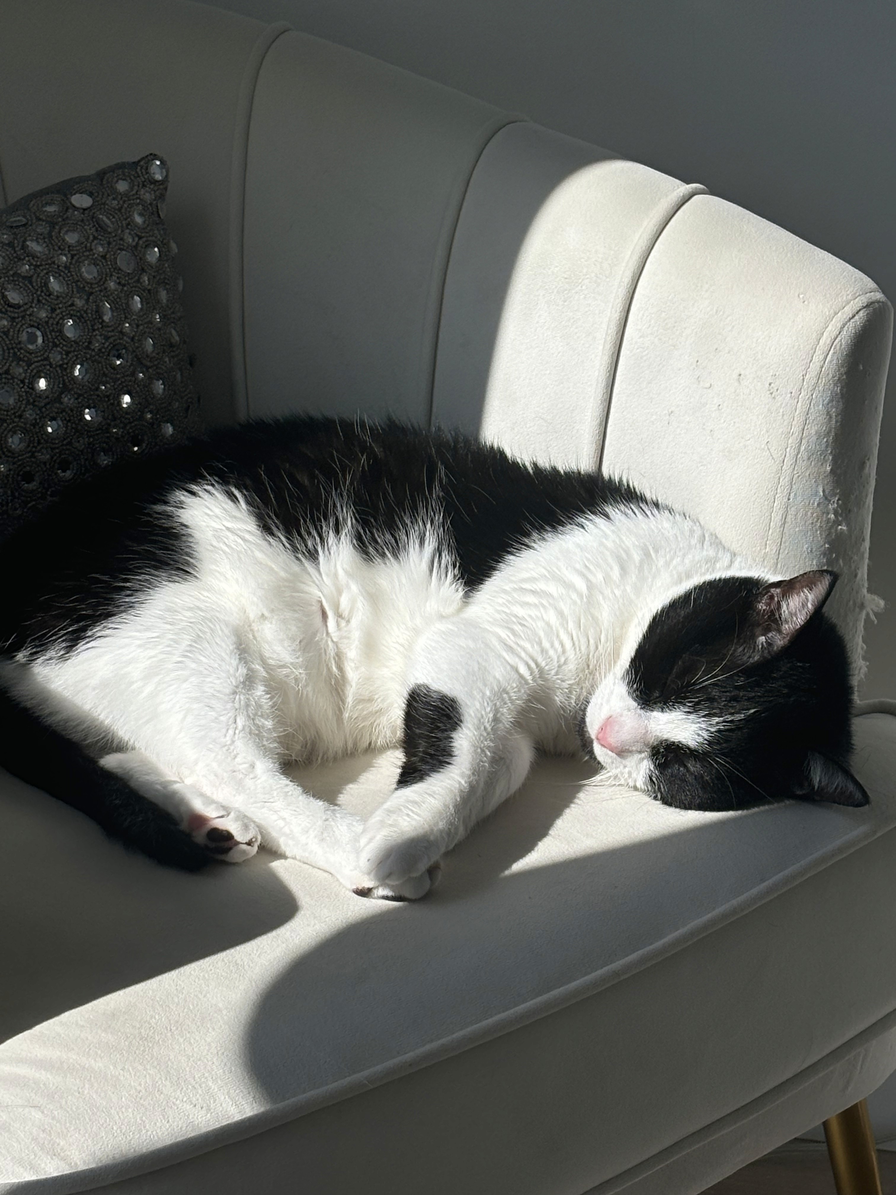A cat that is laying down on a window sill