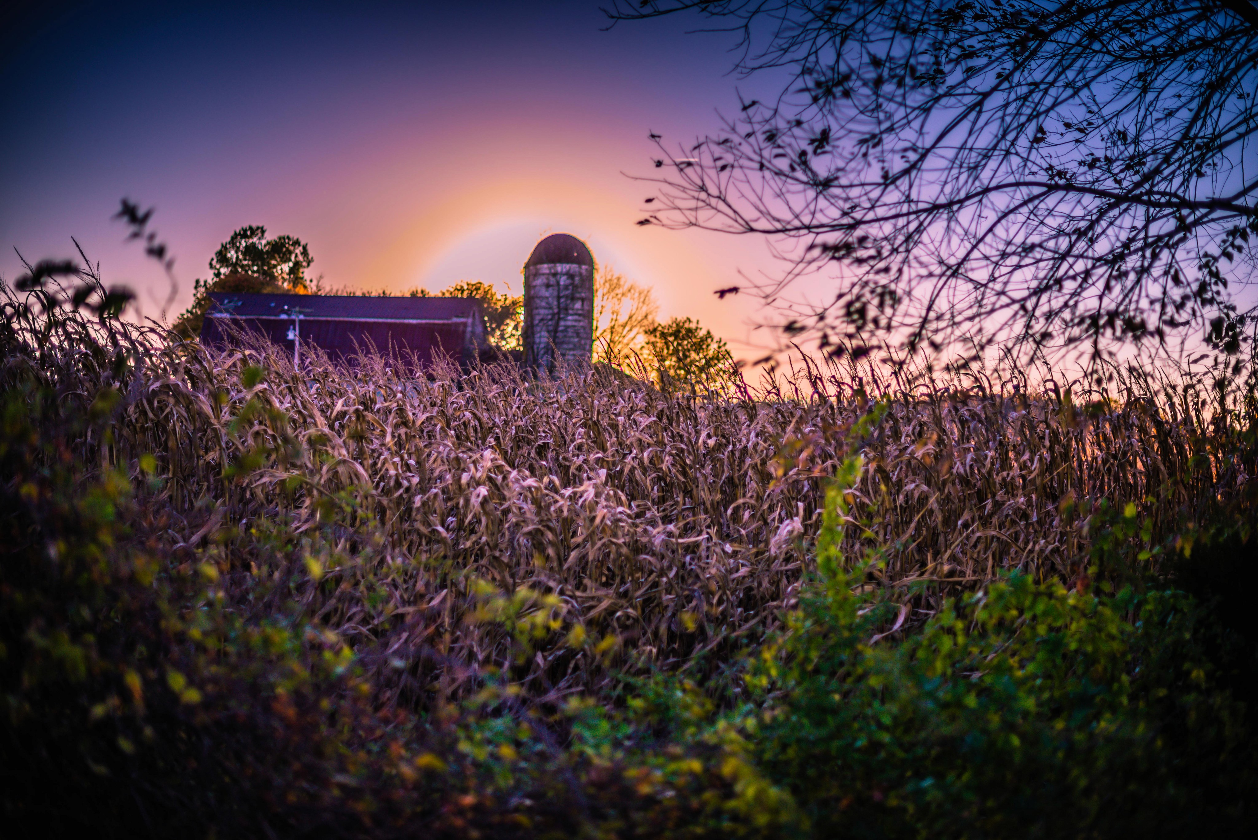 Barn and feed silo in northern virginina behind a corn field at dusk