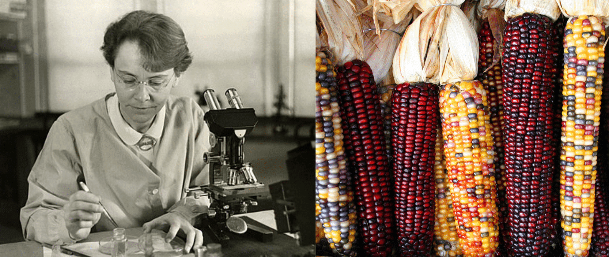 A black and white photo of a woman looking with a microscope and a colored photo of multicolored corn