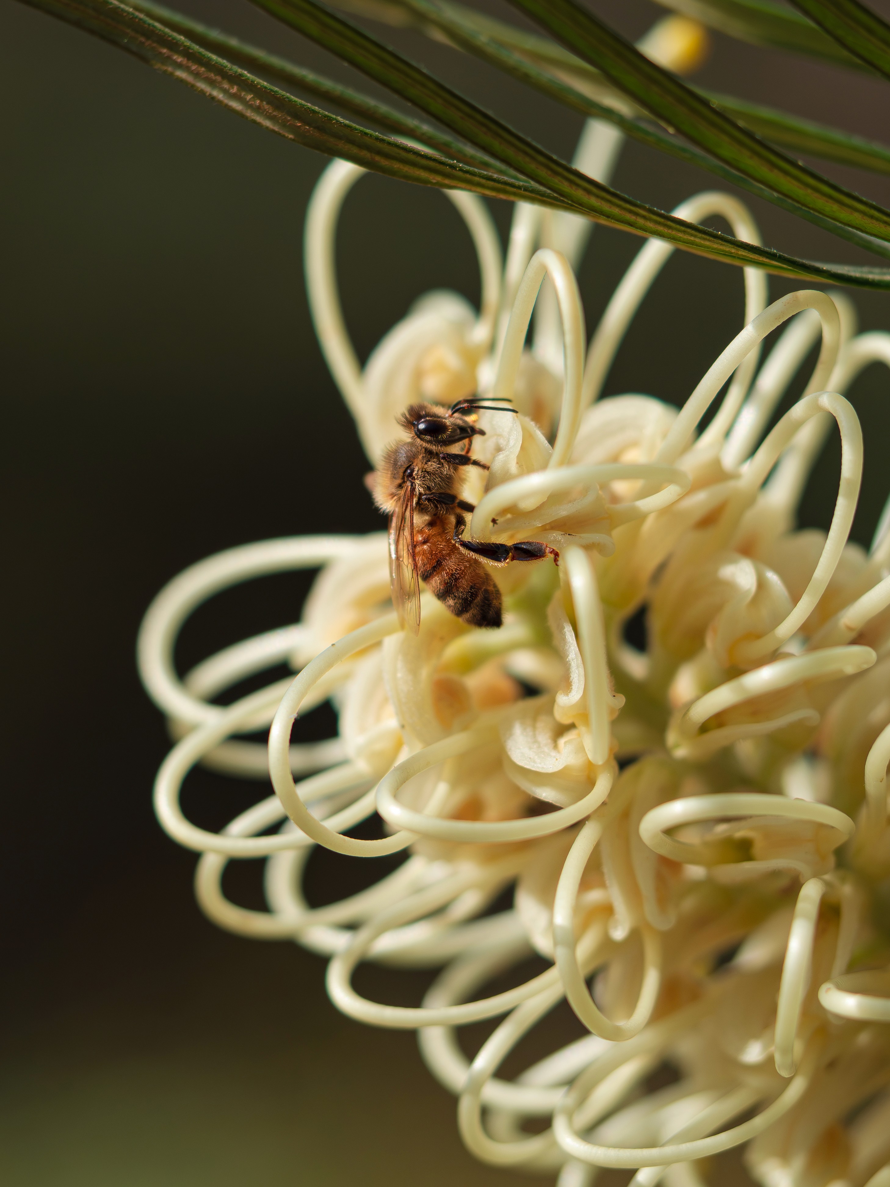 A honey bee on a luminous, light yellow grevillea flower.