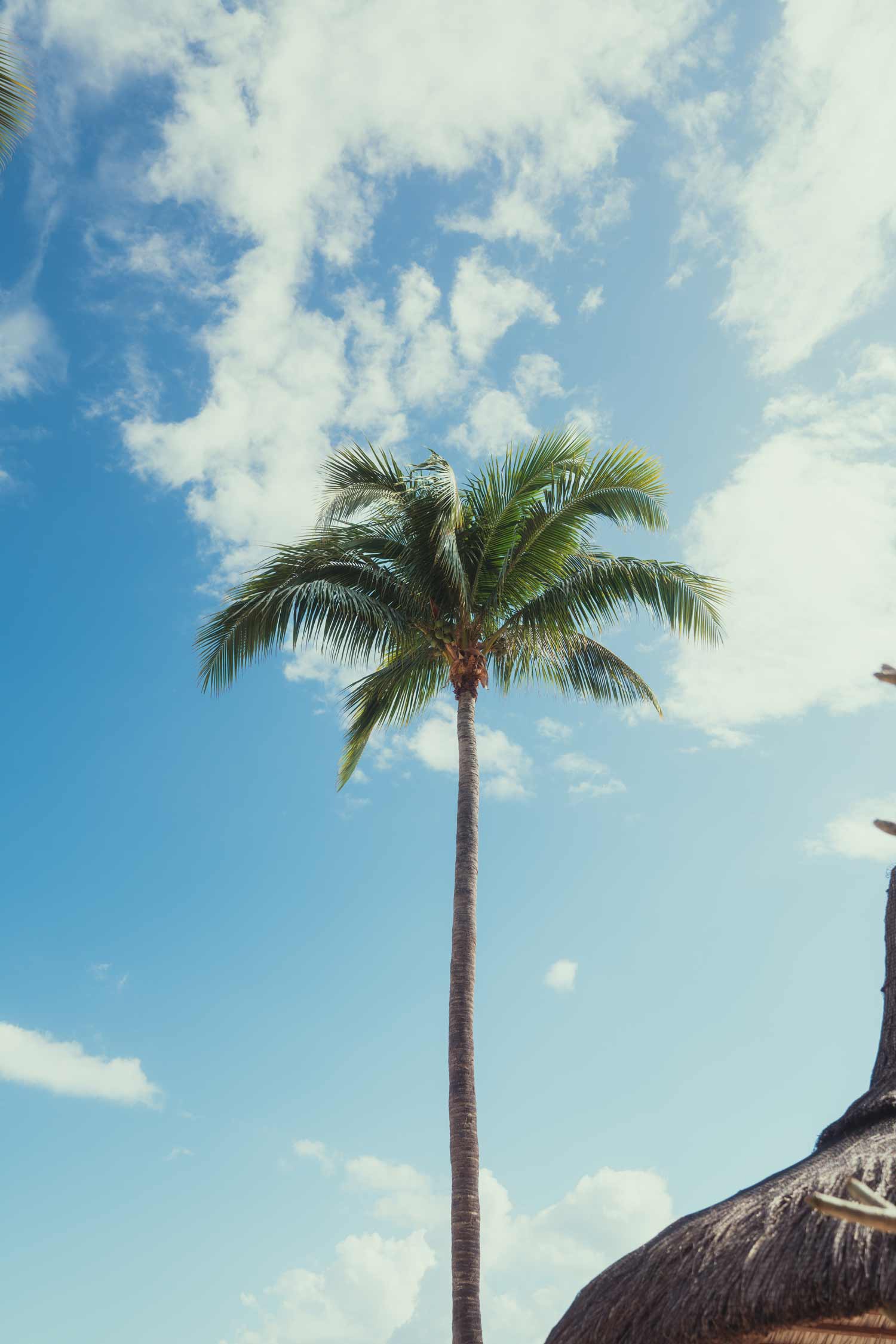 Tall palm tree under a blue sky, filmproduction ad for a hotel in mauritius