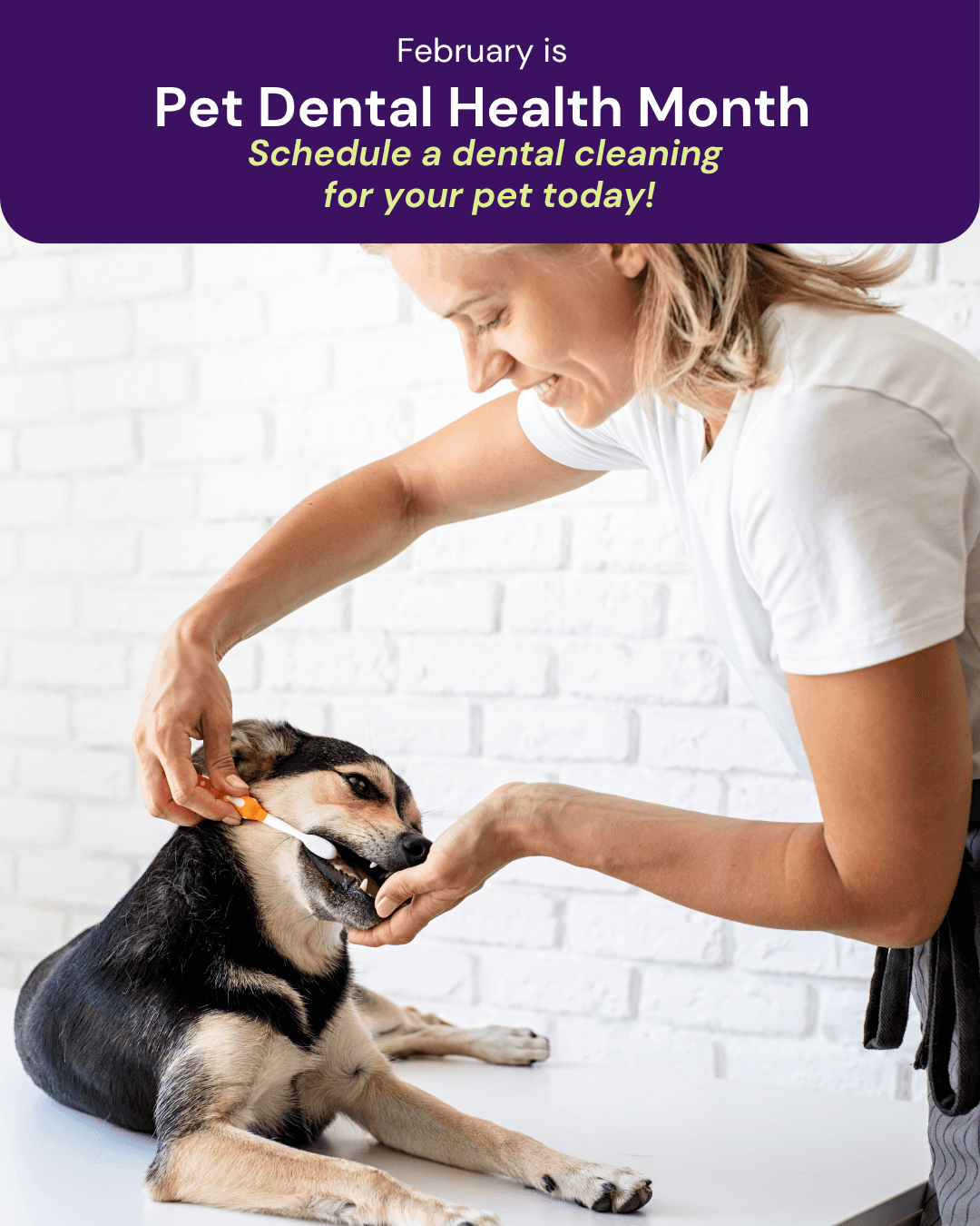 Pet Dental Health Month