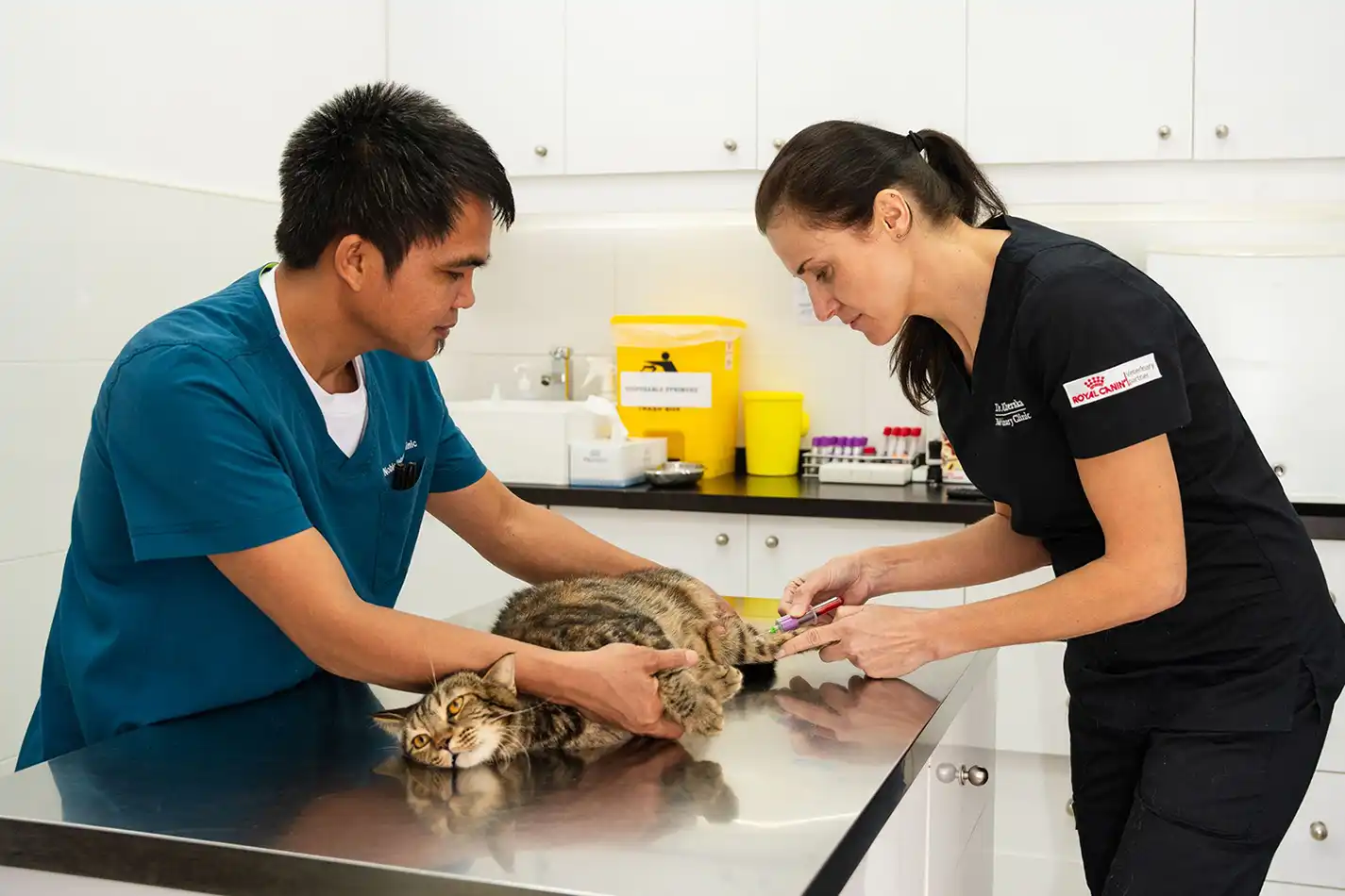Our expert veterinary team takes a blood sample from a cat patient, which will be checked in our in-house laboratory.