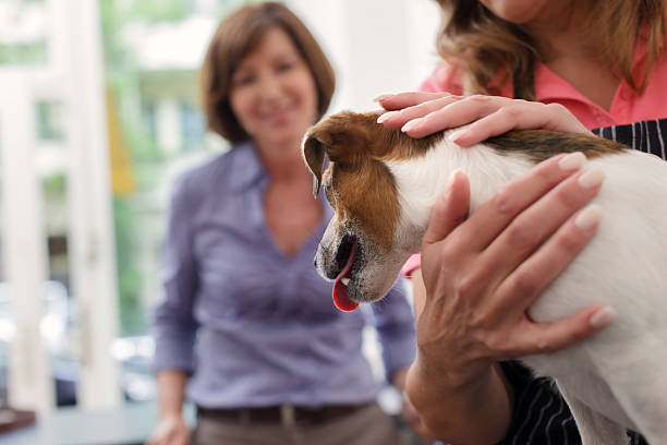 A dog being reunited with his owner after being lost, thanks to his pet microchip