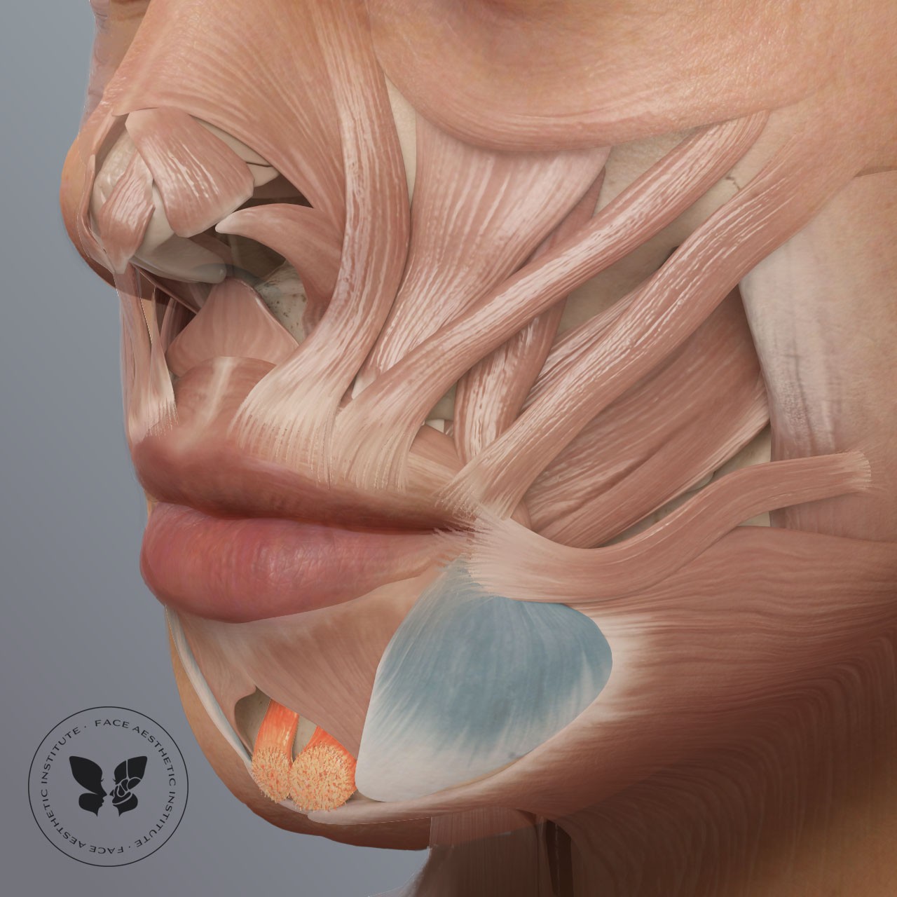 3D illustration for aesthetics clinic to show muscles activated during a frown. Botox should be injected here to affect the muscles and prevent wrinkles.
